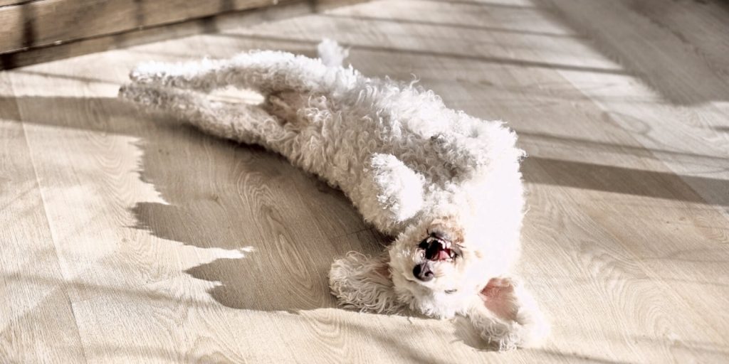 仰向けのプードル