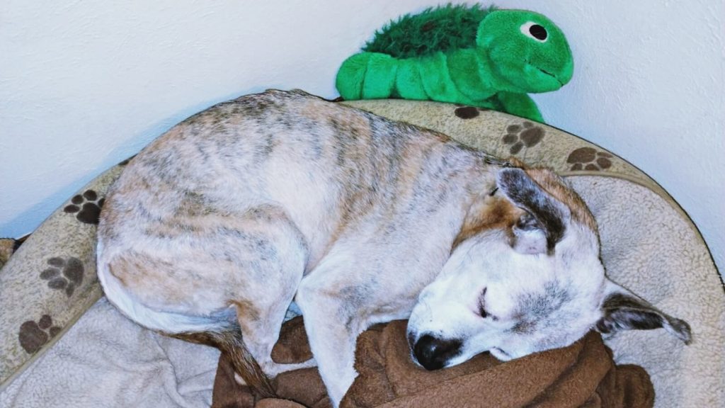 かめのぬいぐるみと寝る犬