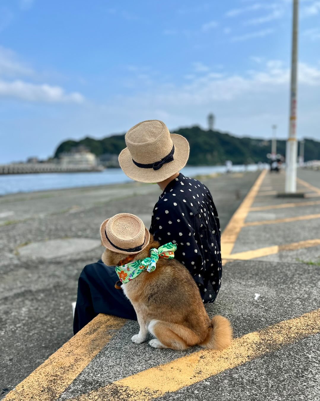 柴犬のフクちゃん(11歳)