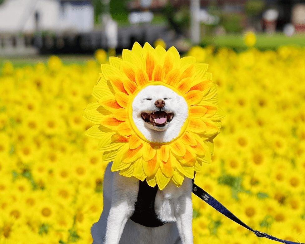 柴犬のごん太くん(9歳)
