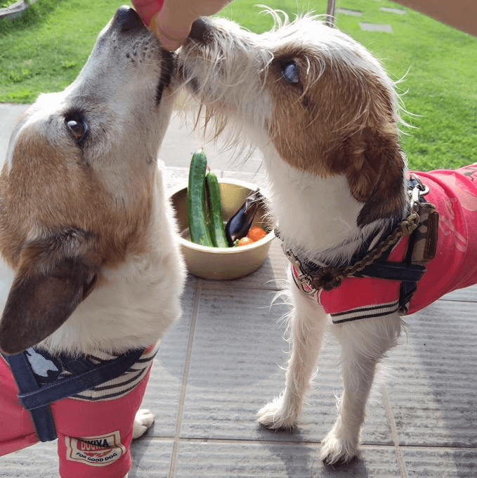 ジャックラッセルの犬一くんと梵二くん