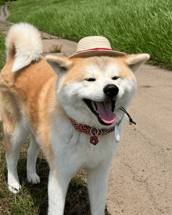秋田犬の松風ちゃん(8歳)
