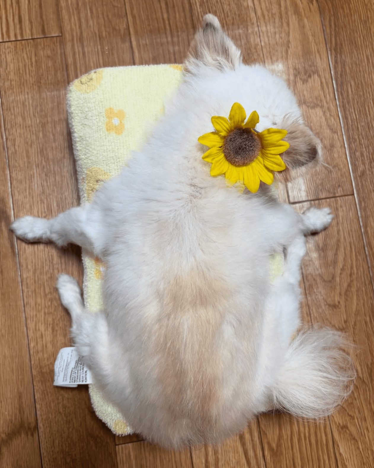 19歳を迎えたチワワの直くん