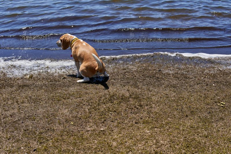 海辺にたたずむ犬