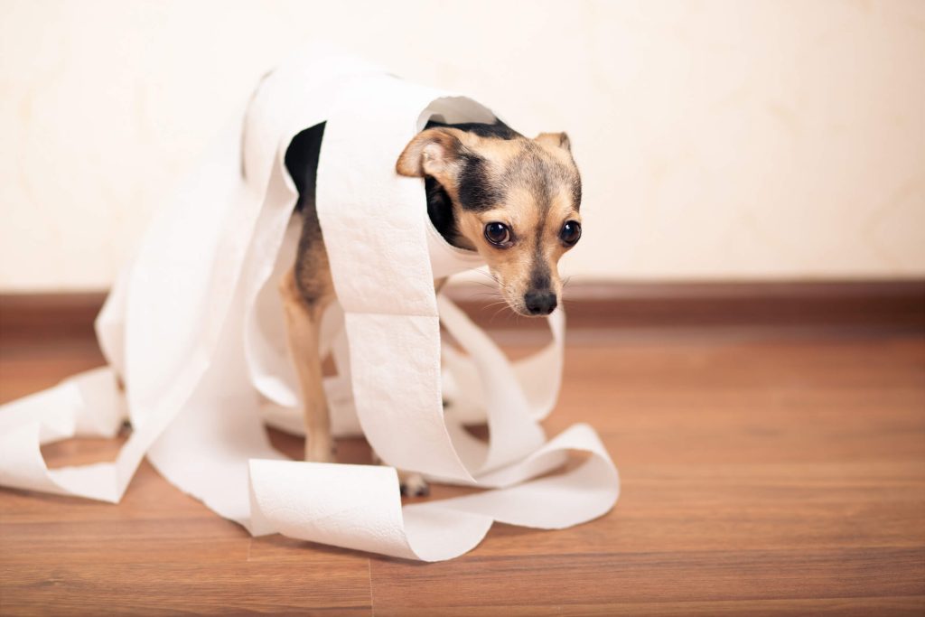 トイレットペーパーに巻かれた犬