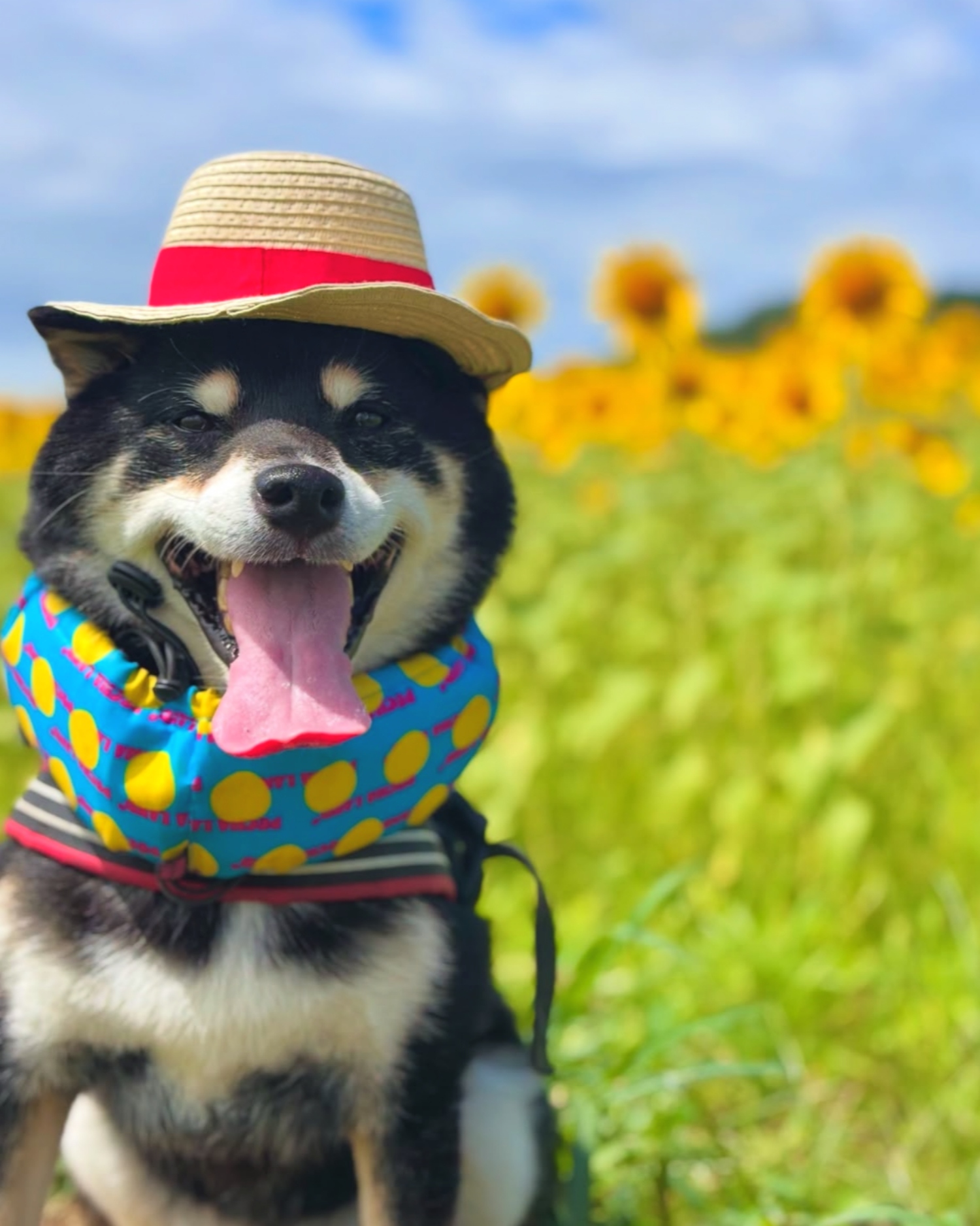 柴犬の福くん（11歳）