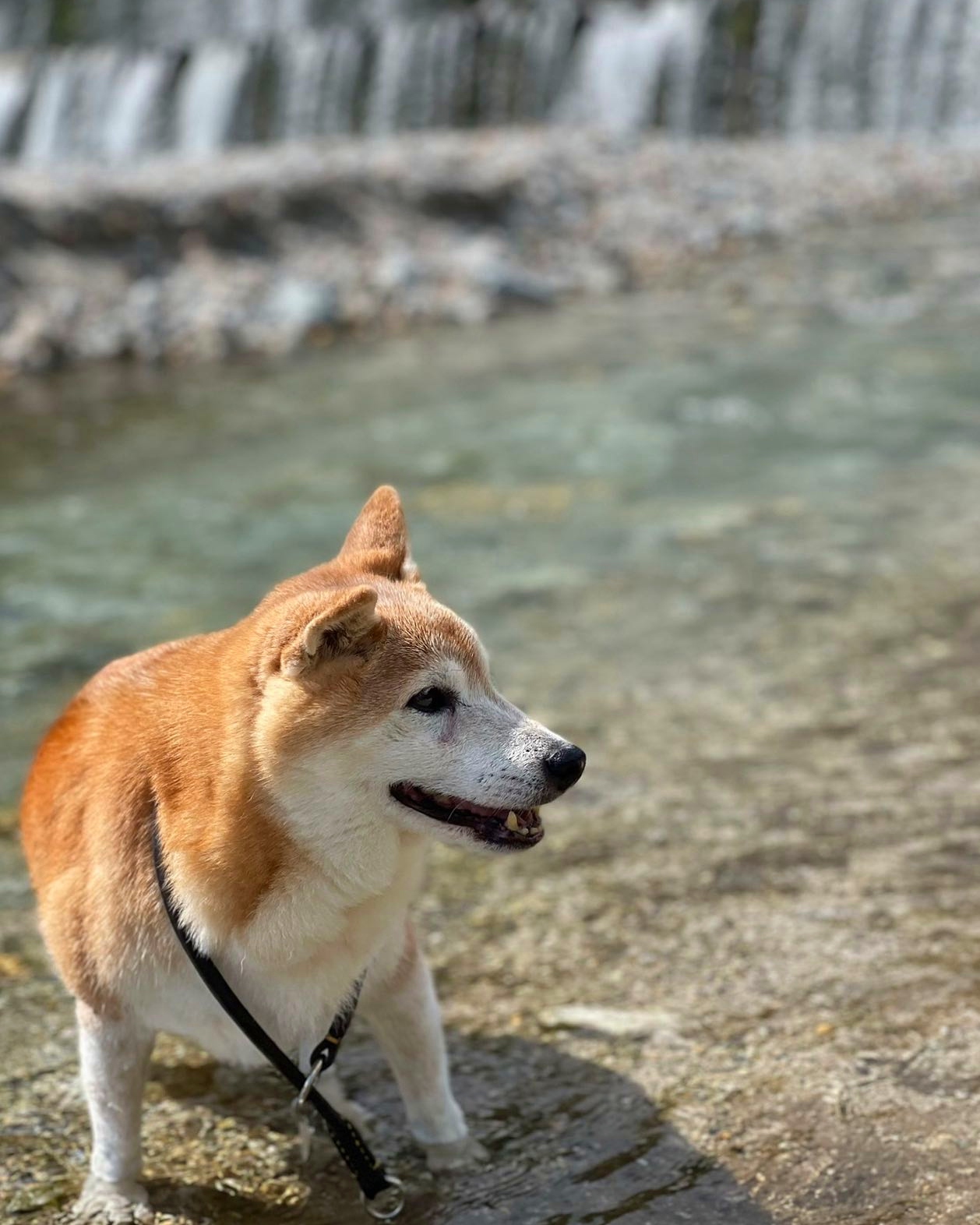 柴犬のモカちゃん（17歳）