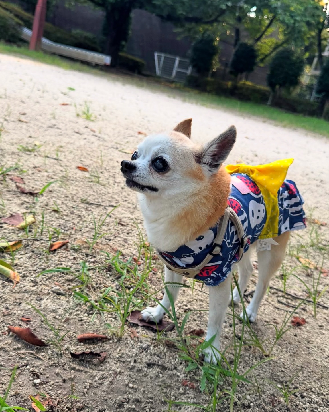 チワワのピースくん（15歳）