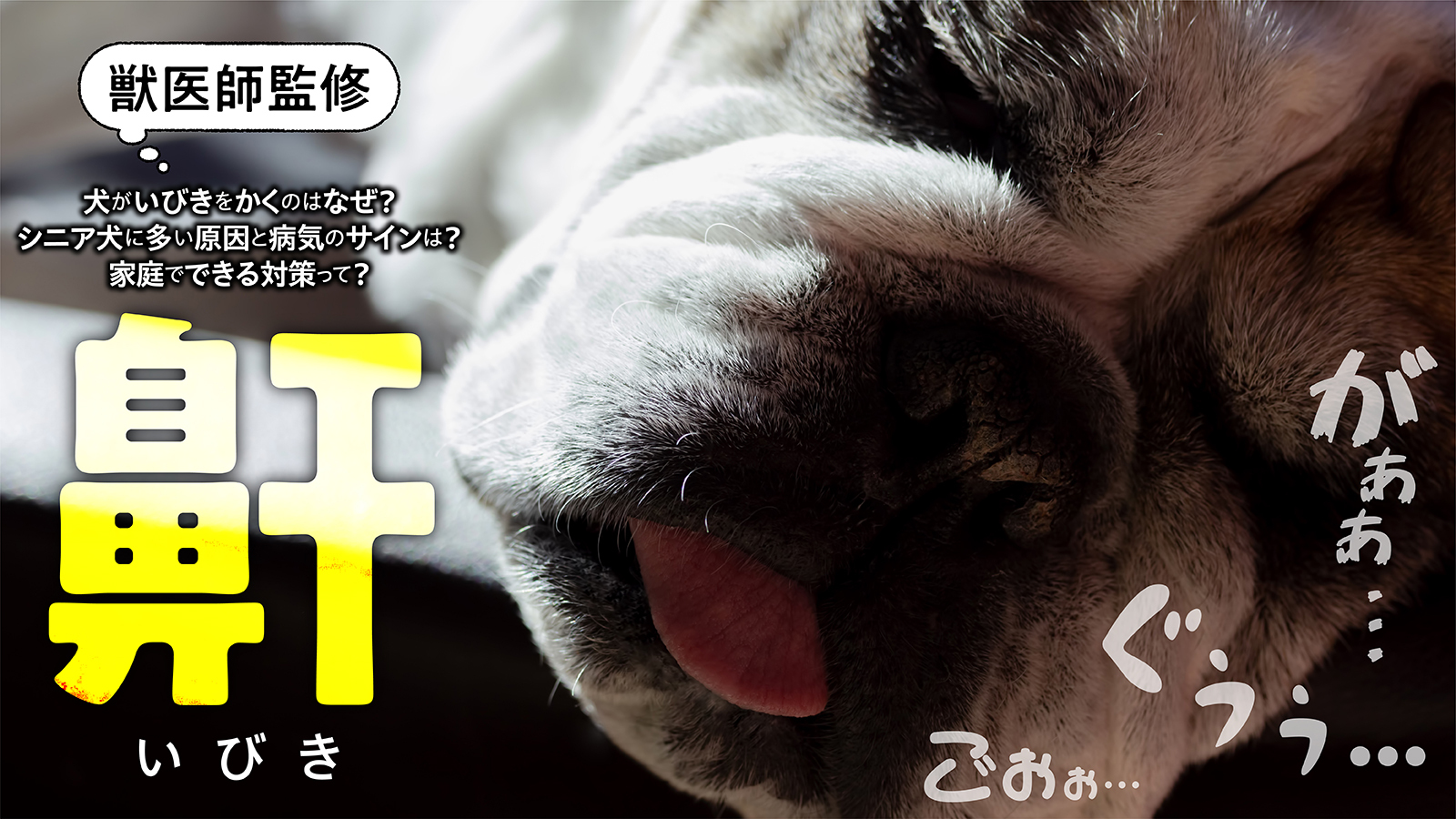 【獣医師監修】犬がいびきをかくのはなぜ？