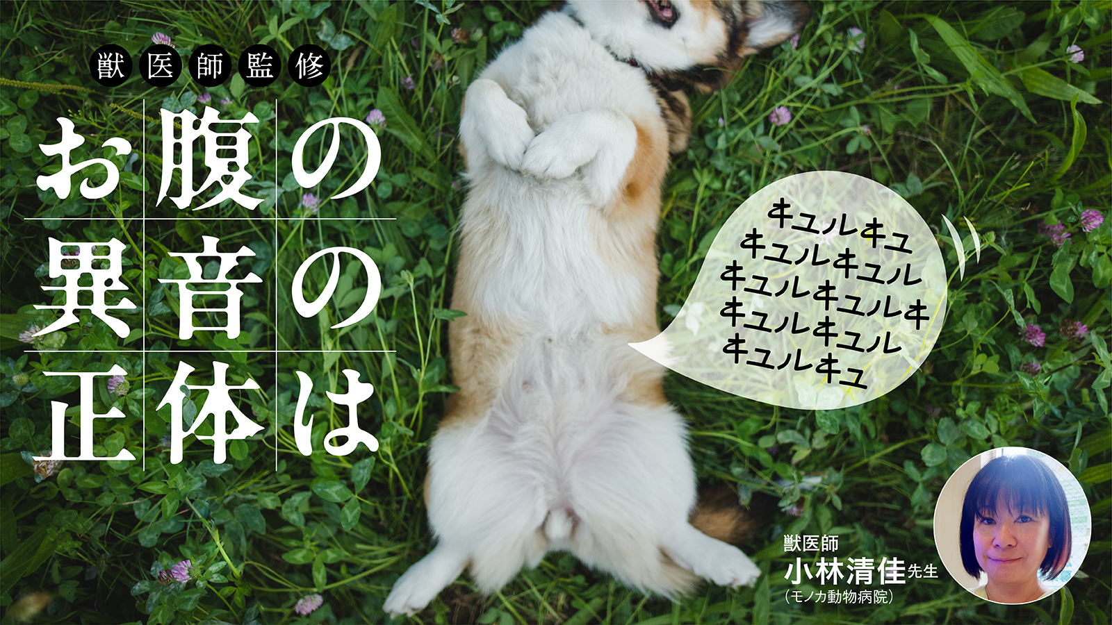 【獣医師監修】犬のおなかの異音の正体は?