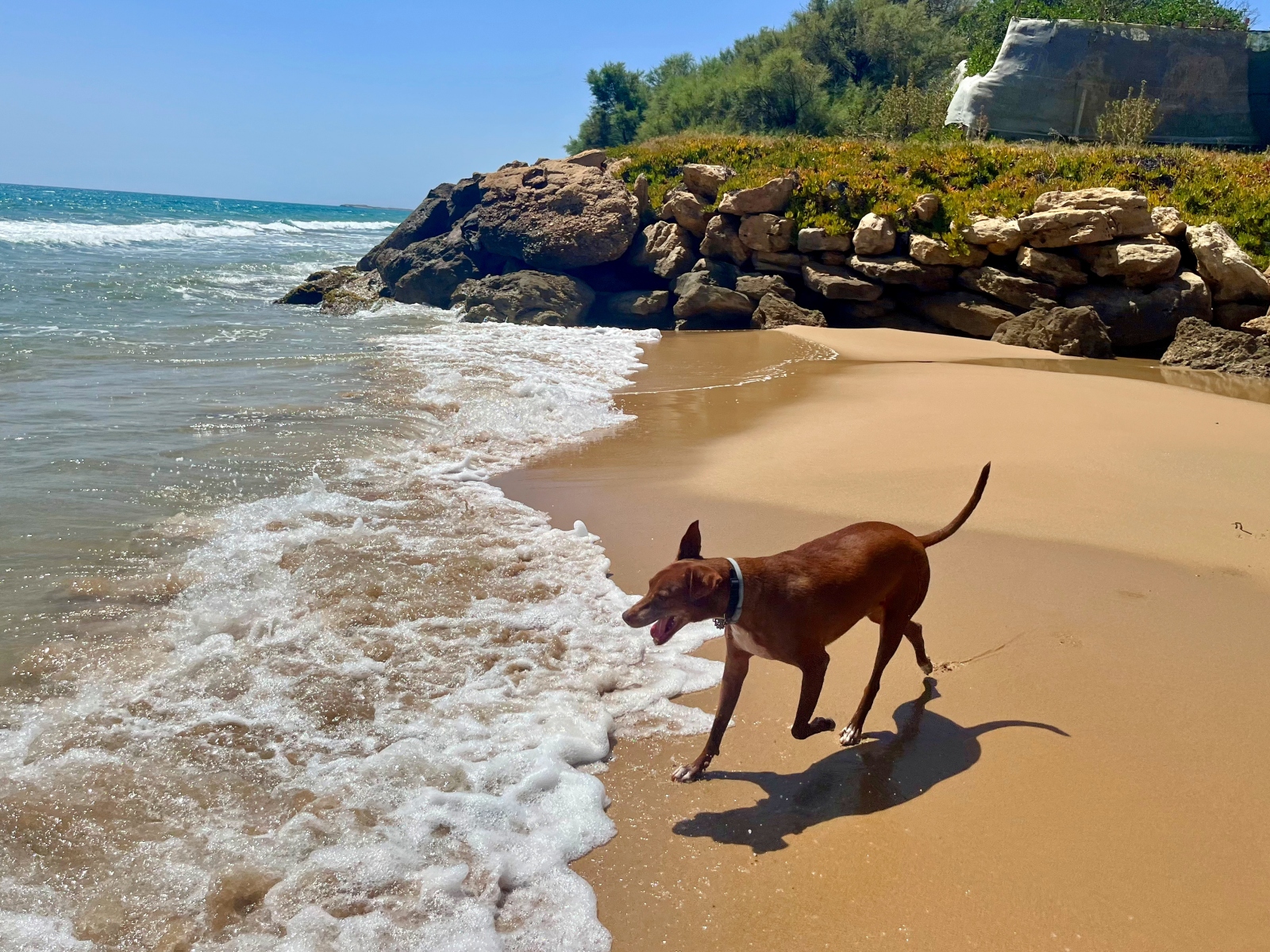 ▲海を前にしてハイテンションになるボン