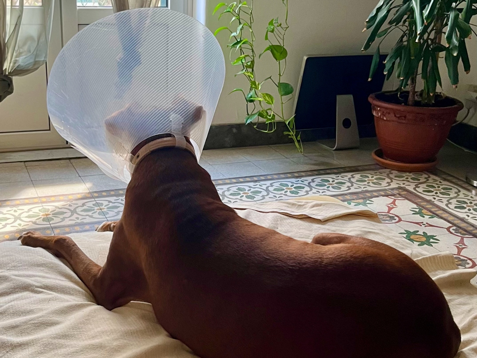 ▲エリザベスカラーにもすぐ順応したボン。