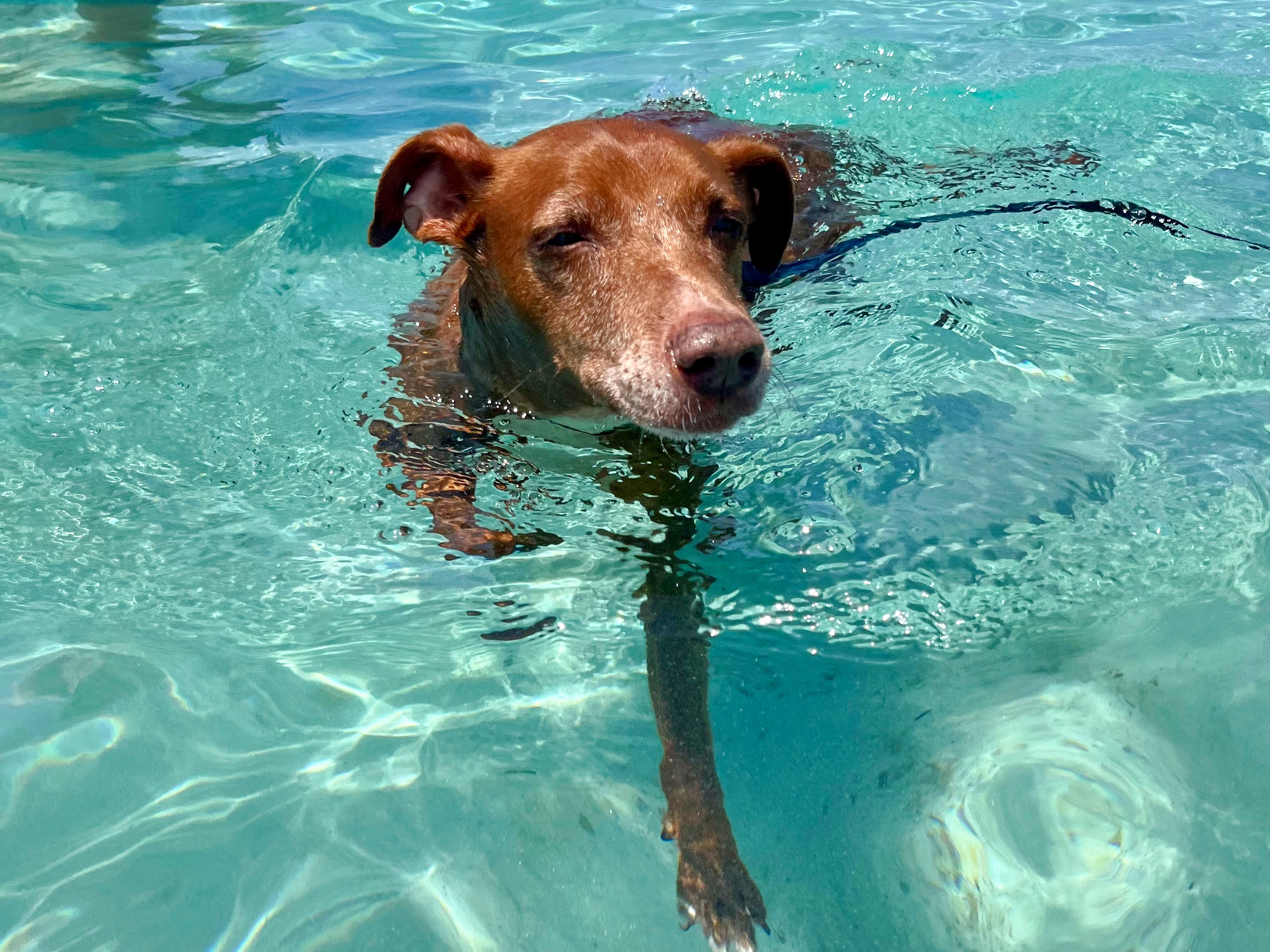 ▲海が大好きなボン。13歳の夏もしっかり泳げた