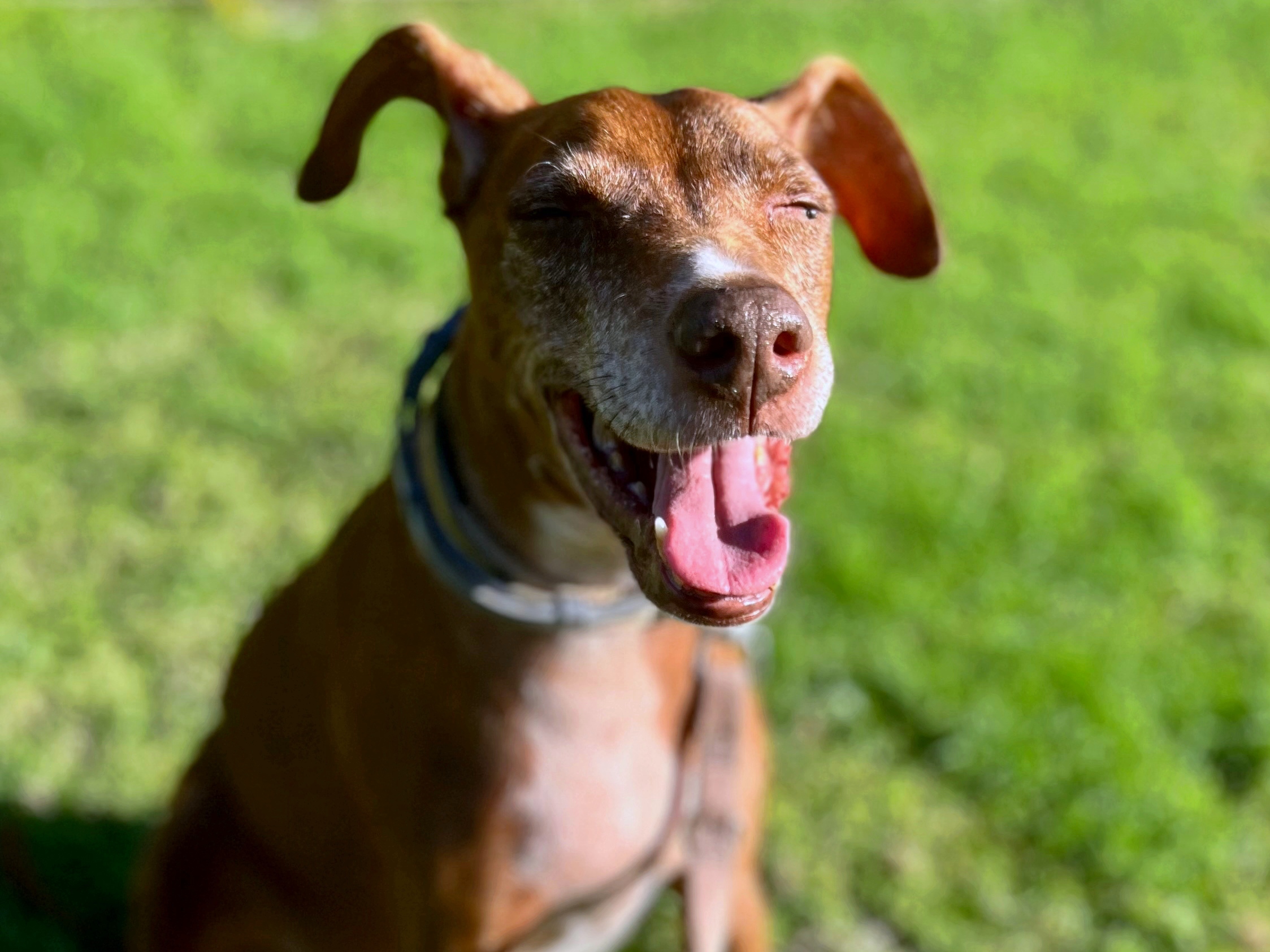 ▲右上顎を切除したものの、見た目の変化もなく、ごはんを噛む動作も問題なくできた。