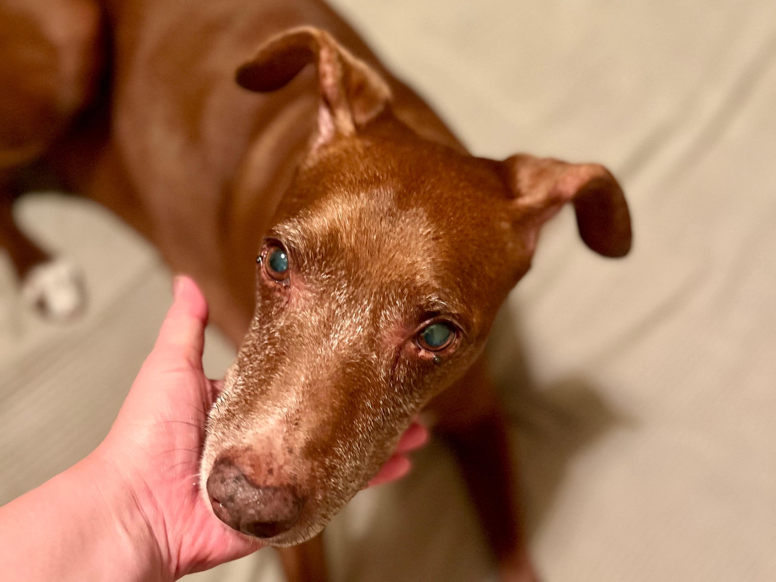 ▲メラノーマを見つけた直後、心配する岩田さんを心配そうに見上げるボン