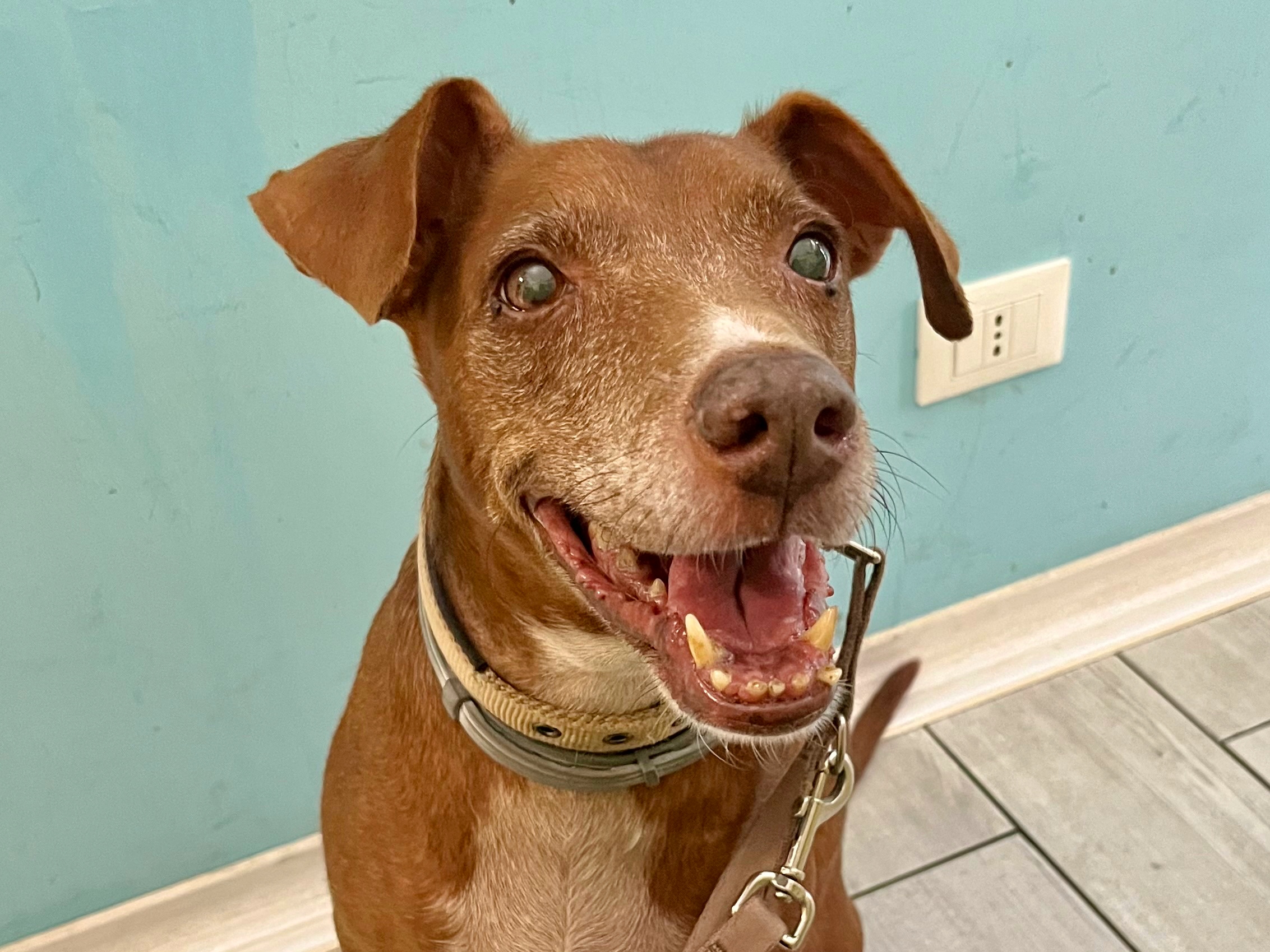 ▲病院の待合室で、心配する岩田さんを気にかけるように、笑顔を向けてくれるボン。