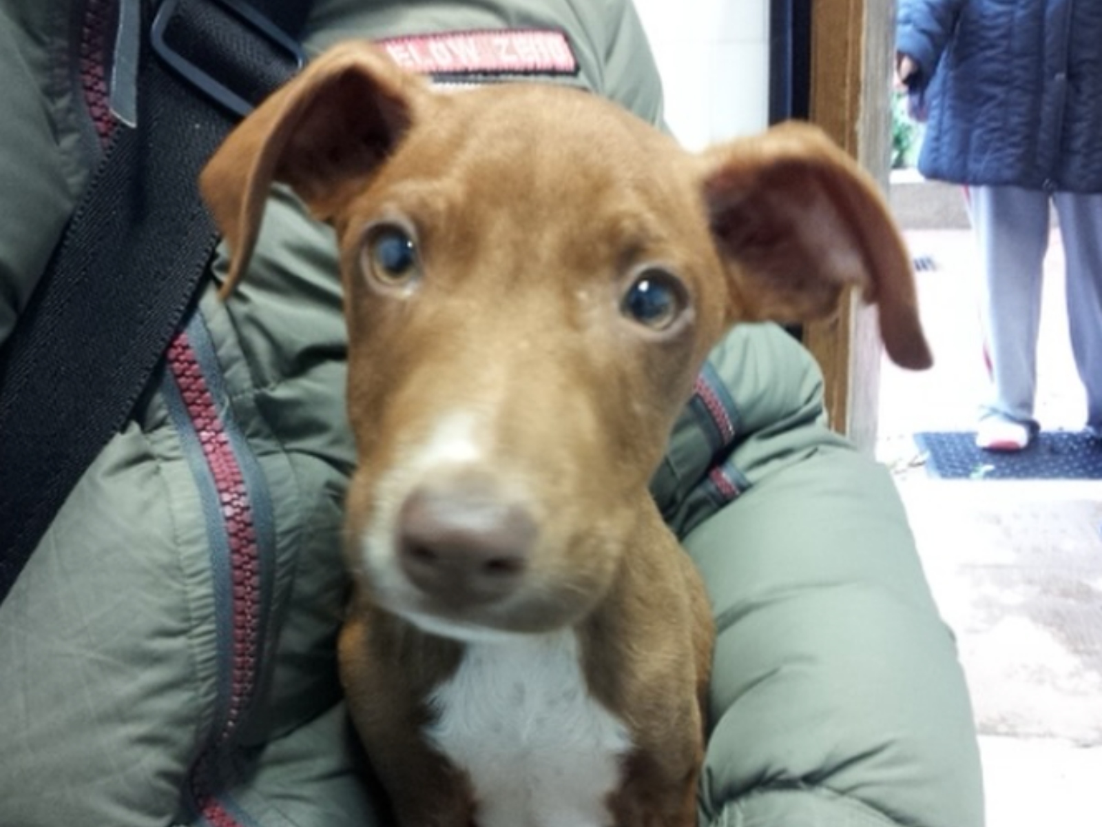 ▲ボンを迎えた日。保護犬施設から出発する時の一枚