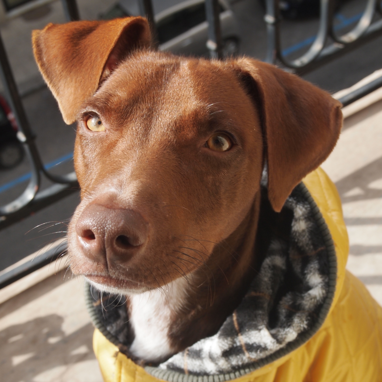 ▲ボンの愛称は「ボン先輩」。サッカー部のカッコいい先輩のように見えたことから命名された。