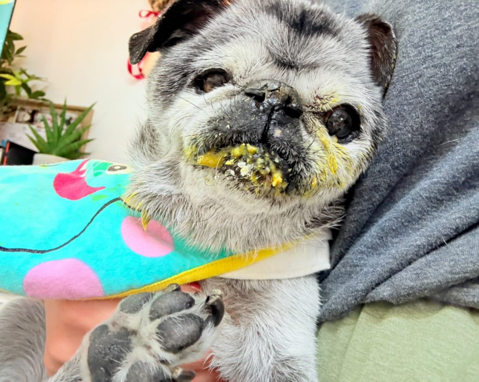 ▲ごはんは毎回完食するというころんちゃん。口の周りはごはんがべったり…（笑）